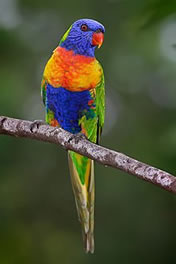 Rainbow lorikeet